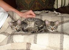 070605-Pauls Kittens-01-TURN_OFF_FLASH-small 070605-Pauls Kittens-01-TURN_OFF_FLASH-small