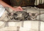 070605-Pauls Kittens-01