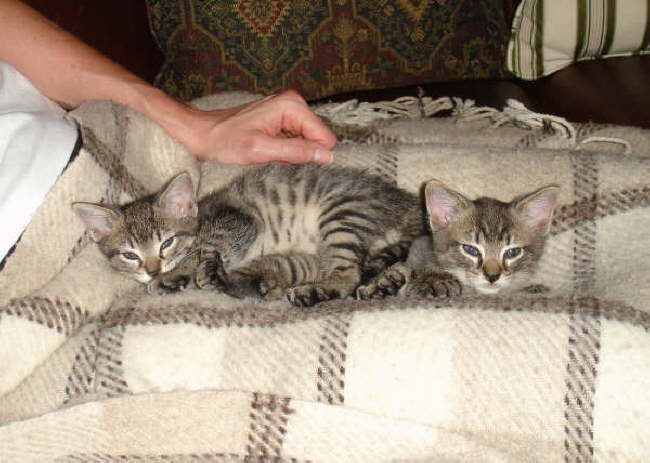 070605-Pauls Kittens-01