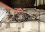 070605-Pauls Kittens-02