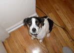 Pets Oct 07 - Paxie